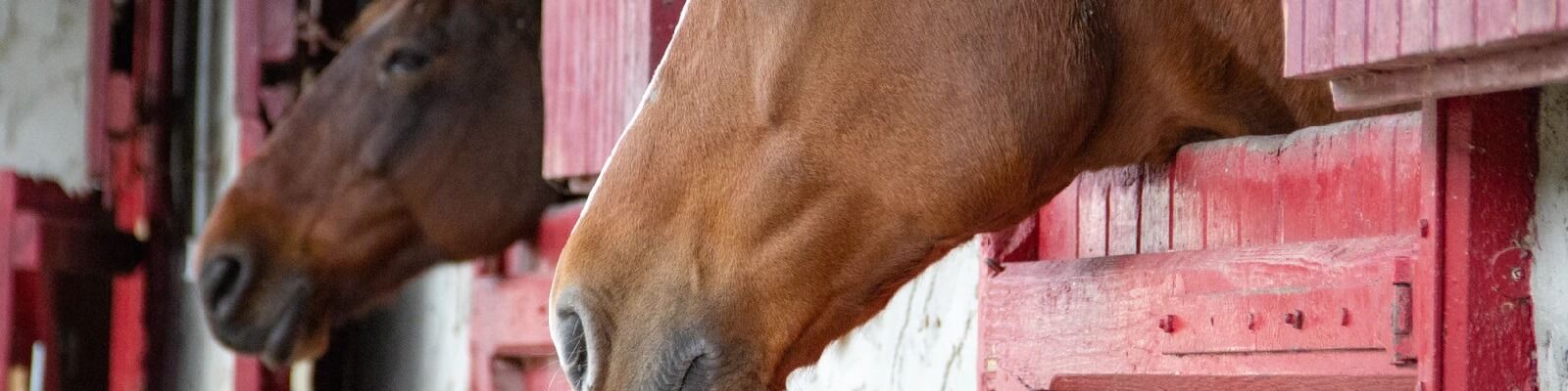 Equine3